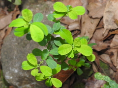 Phyllanthus neoleonensis