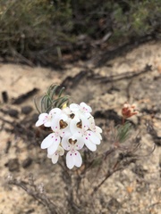 Stylidium crossocephalum