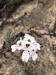 Stylidium crossocephalum