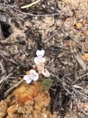 Stylidium crossocephalum