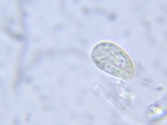 Entosiphon