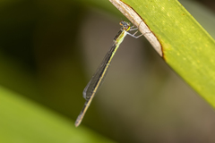 Agriocnemis pygmaea