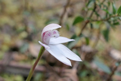 Caladenia alpina