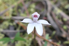 Caladenia alpina