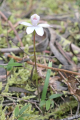 Caladenia alpina