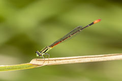 Argiocnemis rubescens