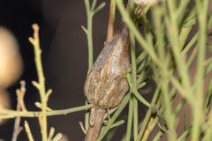 Gnorimoschema powelli