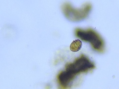 Glenodinium pulvisculus