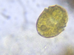 Glenodinium pulvisculus