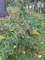 Persicaria orientalis