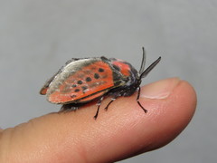 Edebessa nigropuncta