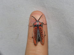 Edebessa nigropuncta