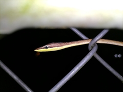 Oxybelis rutherfordi