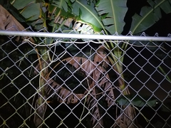 Oxybelis rutherfordi