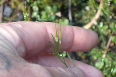 Cardamine forsteri