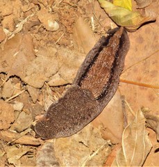 Urocyclus kirkii