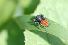 Phidippus johnsoni