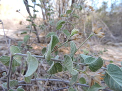 Jacquemontia abutiloides