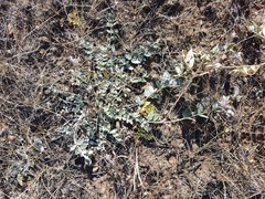 Astragalus scaberrimus