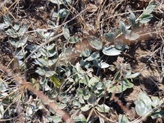 Astragalus scaberrimus