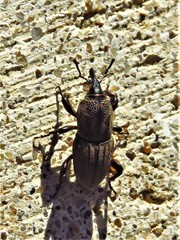 Sphenophorus compressirostris