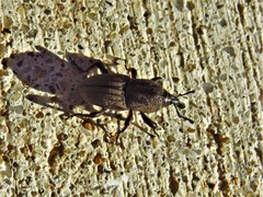 Sphenophorus compressirostris