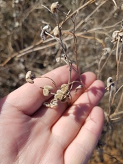 Cynoglossum divaricatum
