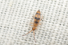 Entomobrya triangularis