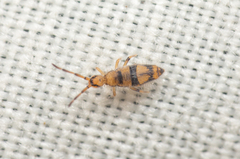 Entomobrya triangularis
