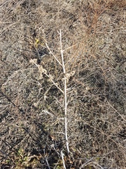 Urtica cannabina