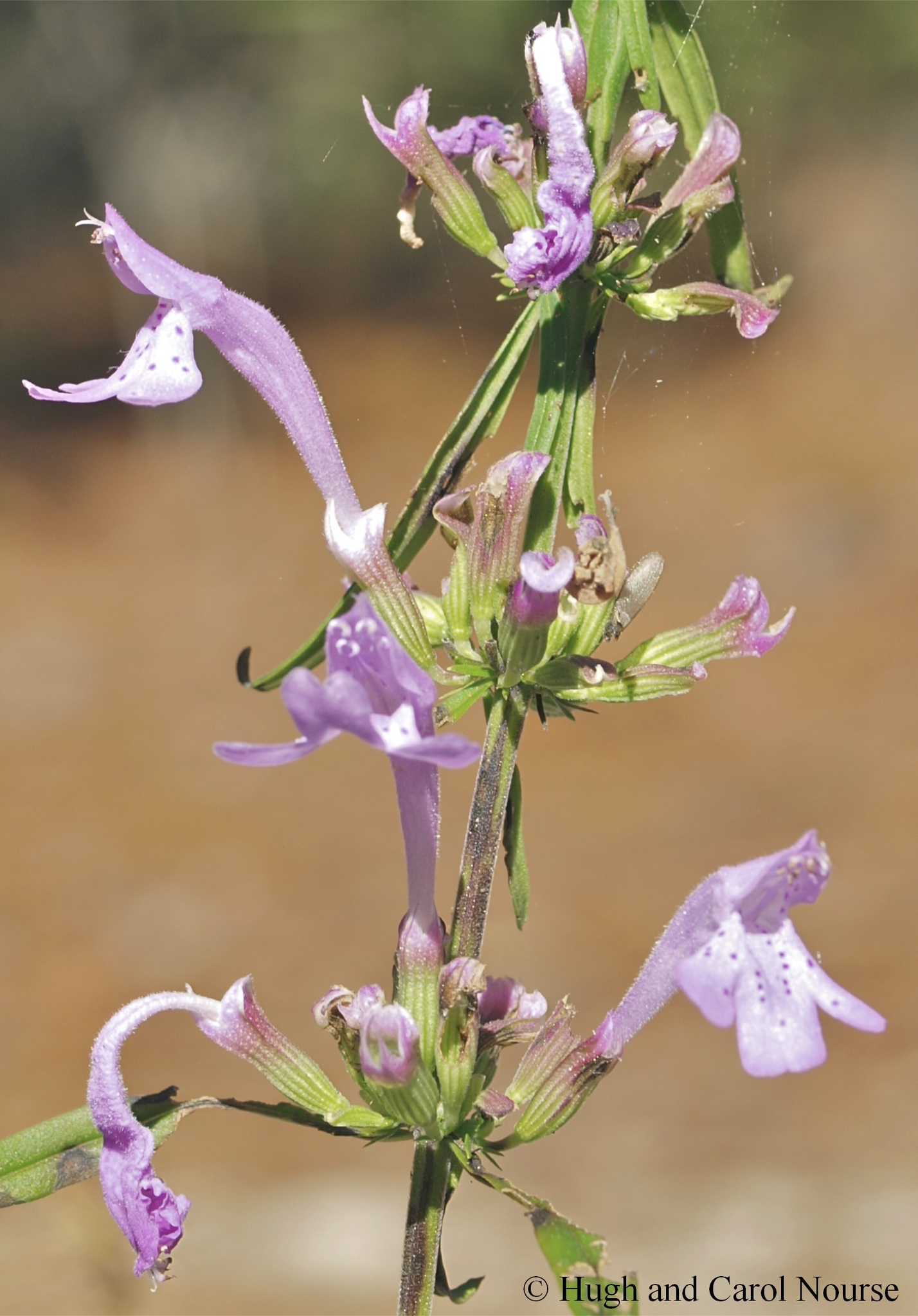 Dicerandra radfordiana