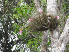 Tillandsia tenuifolia