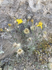 Heterotheca marginata