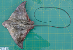 Aetomylaeus milvus