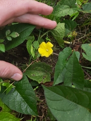 Camonea umbellata image