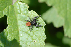 Phidippus johnsoni
