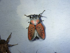 Edebessa nigropuncta