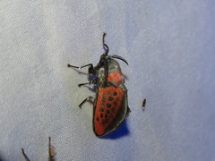 Edebessa nigropuncta