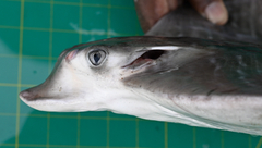 Aetomylaeus milvus