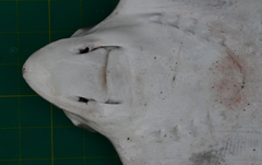 Aetomylaeus milvus
