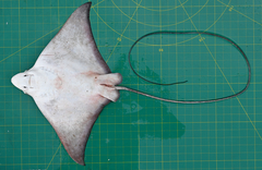 Aetomylaeus milvus