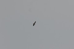 Pseudastur occidentalis