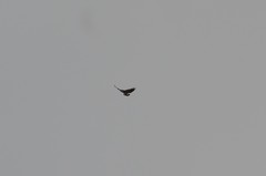 Pseudastur occidentalis