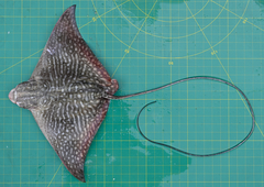 Aetomylaeus milvus