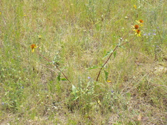 Tetragonotheca texana