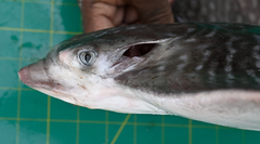 Aetomylaeus milvus