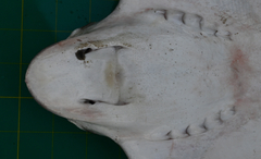 Aetomylaeus milvus