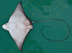 Aetomylaeus milvus