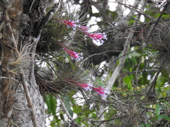 Tillandsia tenuifolia