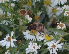 Eristalis tenax